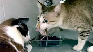 Cat vs Mouse (Part 3)