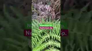 Nephrolepis Sp. | Home of Biology | U.M. Luthfi BSc (Hons), MPhil (R)