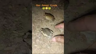 Забавные прыжки лягушек 🐸😁 #лягушка #смешно #животные