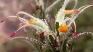 Comment s'occuper d'Adenanthos sericeus - Plante r&eacute;sistante &agrave; la chaleur, la salinit&eacute; et le vent.
