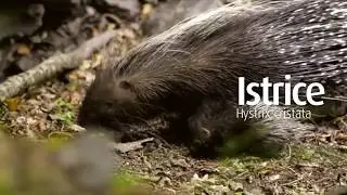 Una femmina di istrice e i suoi cuccioli
