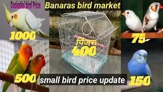 varanasi bird market (baheliya tola) price update