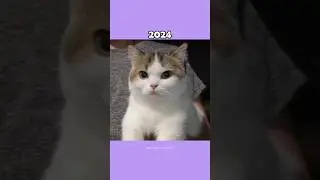 Legendary Cat Memes (Then vs Now) 💔🕊️ #shorts
