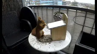 Futterneid