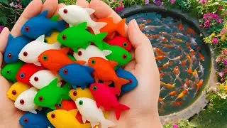 Catch colorful aquarium fish, angelfish, small sea turtles, guppies and pencil fish after the flood.