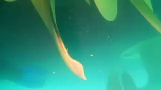 Yacht underwater maintenance, inspection and video.