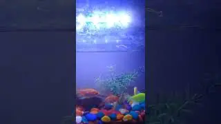 DJ vibes 😜 // #fish #betta #bettafighter #aquarium #guppyfish #guppy #bettafishworld