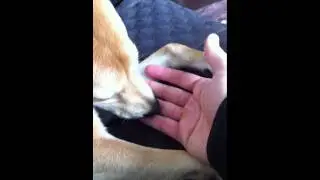 Lovely Shiba Inu puppy (1 year) does not stop to lick my hand!
