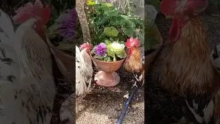 ハボタンを愛でるにわとりたち　Roosters admiring ornamental kales#チャボ #ニワトリ #ペット #癒し #backyardchickens #chicken #ペット