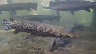 Petualangan Athifa Cilik mengenal ikan di Aquarium Cimory Riverside.