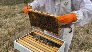 Birdnest Farms first hive inspection of 2022