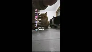Through the Grass and Trees 🌿 CatCam Live