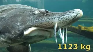 Ultimate Fishing Simulator 2: Caught 1123 kg Beluga Sturgeon! (New Record)