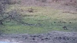Djuma: Monitor Lizard walking shallow end of dam area - 14:38 - 09/23/2023