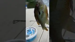 #fishing #maine #green #lake #ellsworth #maineiac