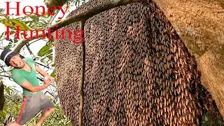 Giant Honey Bee Found -honey Harvesting To Bee Tawin