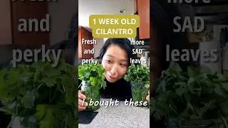 The Best Way to Keep Fresh Herbs | #KeepCilantroFresh #HerbStorageTips #FreshCilantro #KitchenHacks