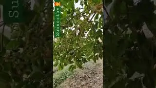 Commercial Jamun farming # jamun # 7500 k 4 trees # selling 1 season fruits # hardwork