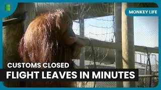 Orangutan Stranded Customs Closes Flight at Risk | Monkey Life