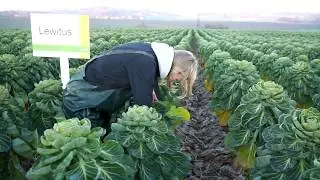 Syngenta-spruitkool voor de industrie