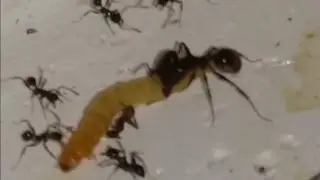 Pheidole noda & Myrmica sp. chassent [hunting]