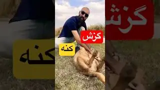 گزش کنه چقدر میتونه خطرناک باشه #کنه #گزش #بندپا #طبیعت