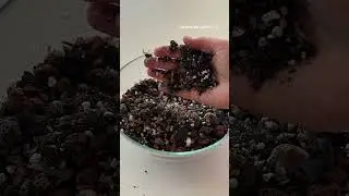О доме, творчестве и растениях 🪴 Подписывайся 💫