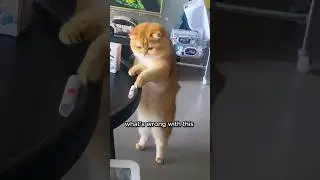 Cat vs Table Who Will Win?