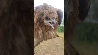 Owl Bird #Manipur#imphal #birds #owl