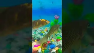 Copper gold |Balamua mare lagal #trending #viral #youtubeshorts #bhojpuri #shortsfeed #aquarium