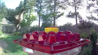 Hummingbird At Lil Sweety Feeder 09-17-23 #hummingbird