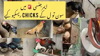Soan tol  ke chicks || Emergency chicks Rescue 