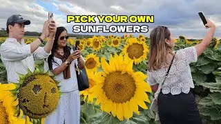 AMAZING! Pick Your Own Sunflowers Dunnstown