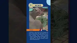 Kekurangan Kapal, 14 Sapi Asal Bima Mati di Pelabuhan &mdash; Gubernur Jadi Sorotan
