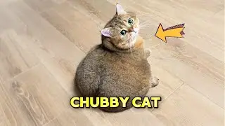 This cat is so chubby