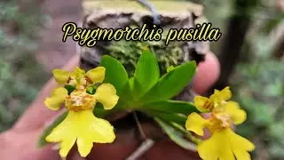 Psygmorchis pusilla