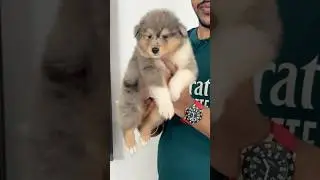 Beyond Words Amazing Blue & Merle Rough Collie Boy @30 Days | Rough Collie Breed puppies in India🩵