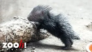 Erstmals Stachelschwein-Nachwuchs im Zoo