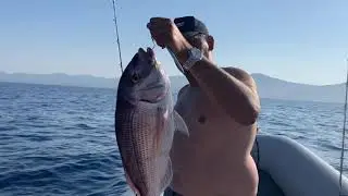 Jigging pagrus pagrus  zenaq  whippy
