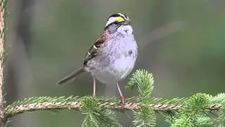 White-throated Sparrow