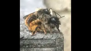 Red Mason Bees   Mating