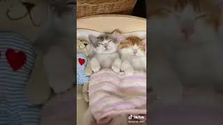Tatlışlara gelsin layklar😻😻😻😻😻😻😻