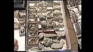 Malacolog&iacute;a Ramon Galiana