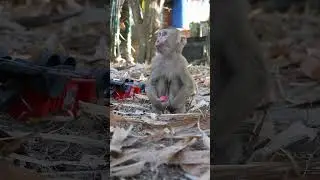 ⭐ Viral video of monkey show | #monkey #fypシ゚