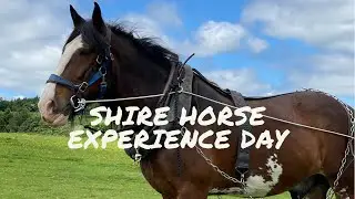 Shire Horse Experience Day 13th June 2021