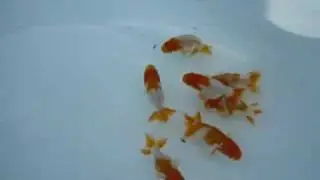 ranchu syouzan 3suji 2008　1sai