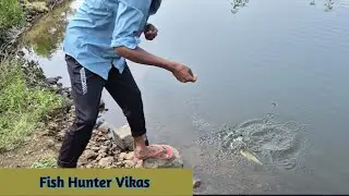 Fishing hunting new video || village Dam || carp Fishing technique !! @FishHunterVikas