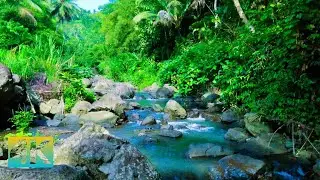 Beautiful Forest Sounds, Soothing Water Flowing Sounds for Mind and Meditation