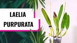 Laelia purpurata #CareCollab - How's the recovery going and is my climate helping?