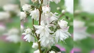 Deutzia scabra - description, aspect, exigences, culture et entretien